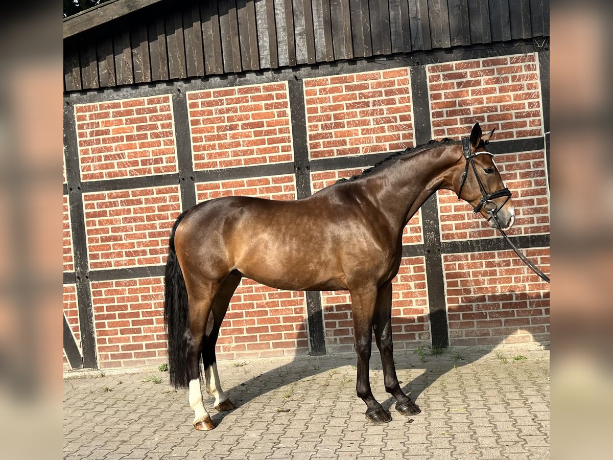 Hanovrien Hongre 4 Ans 170 cm Bai brun in Telgte