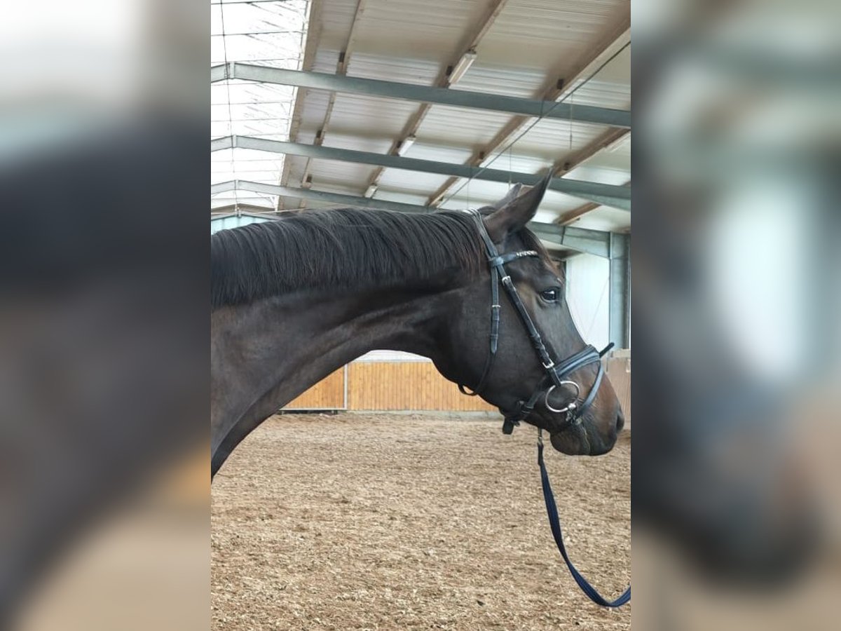 Hanovrien Hongre 4 Ans 170 cm Bai brun foncé in Leer (Ostfriesland)