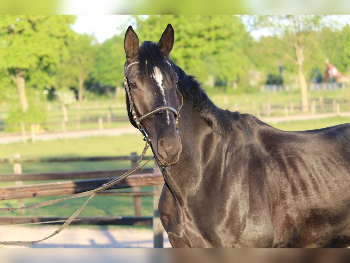 Hanovrien Hongre 4 Ans 170 cm Noir in Achim