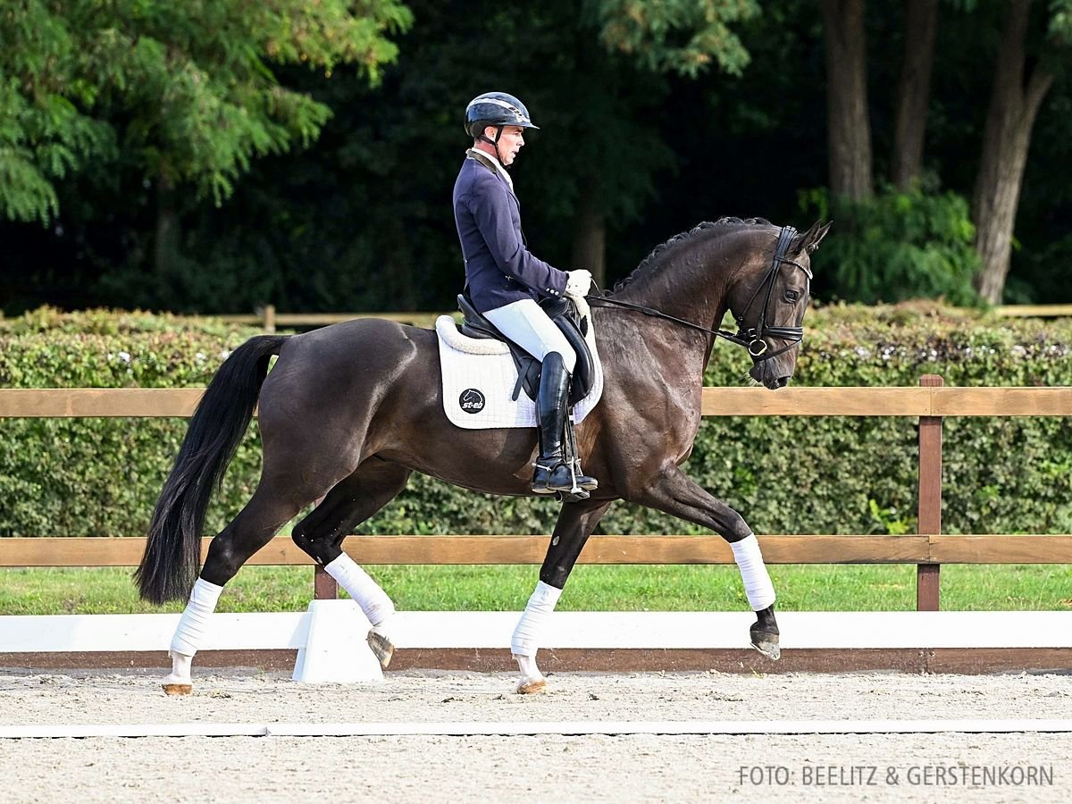 Hanovrien Hongre 4 Ans 170 cm Noir in Verden