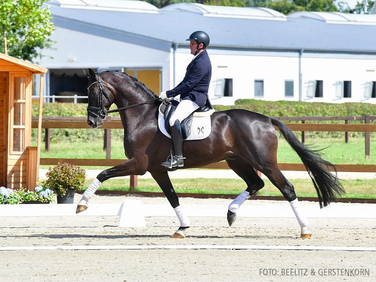 Hanovrien Hongre 4 Ans 170 cm Noir in Verden