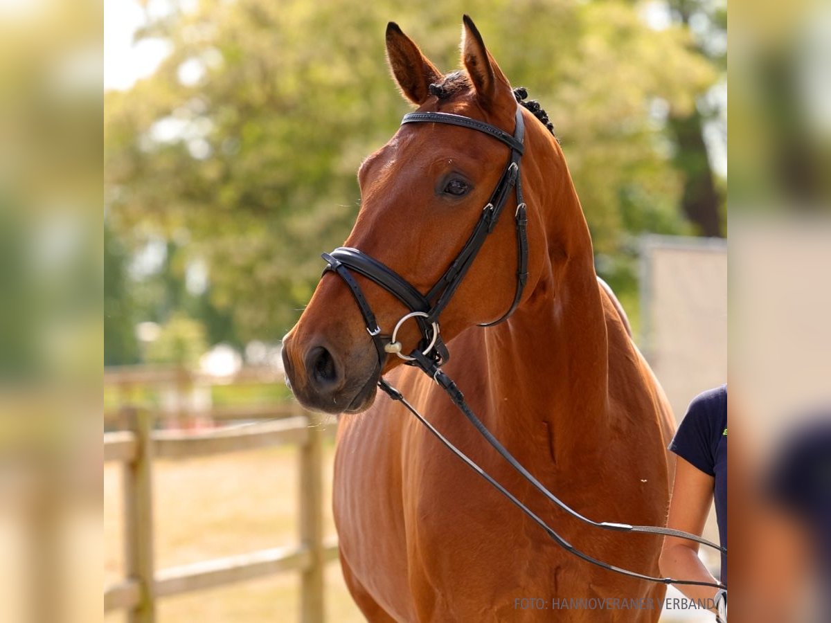 Hanovrien Hongre 4 Ans 171 cm Bai brun in Verden