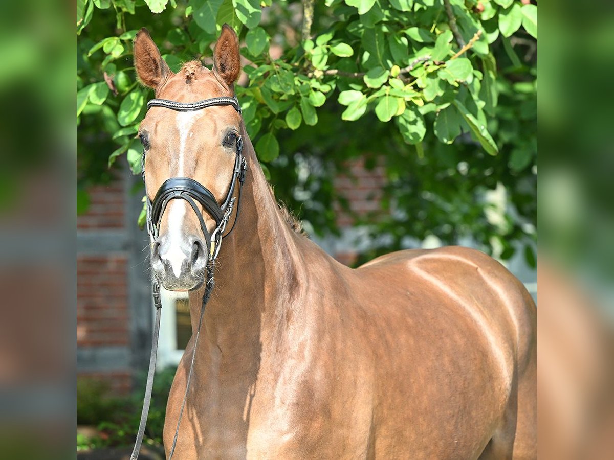 Hanovrien Hongre 4 Ans 172 cm Alezan brûlé in Bad Bevensen