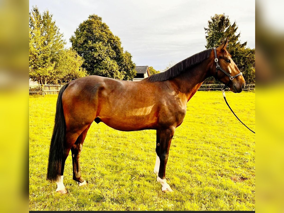 Hanovrien Hongre 4 Ans 172 cm Bai brun in Lohmar