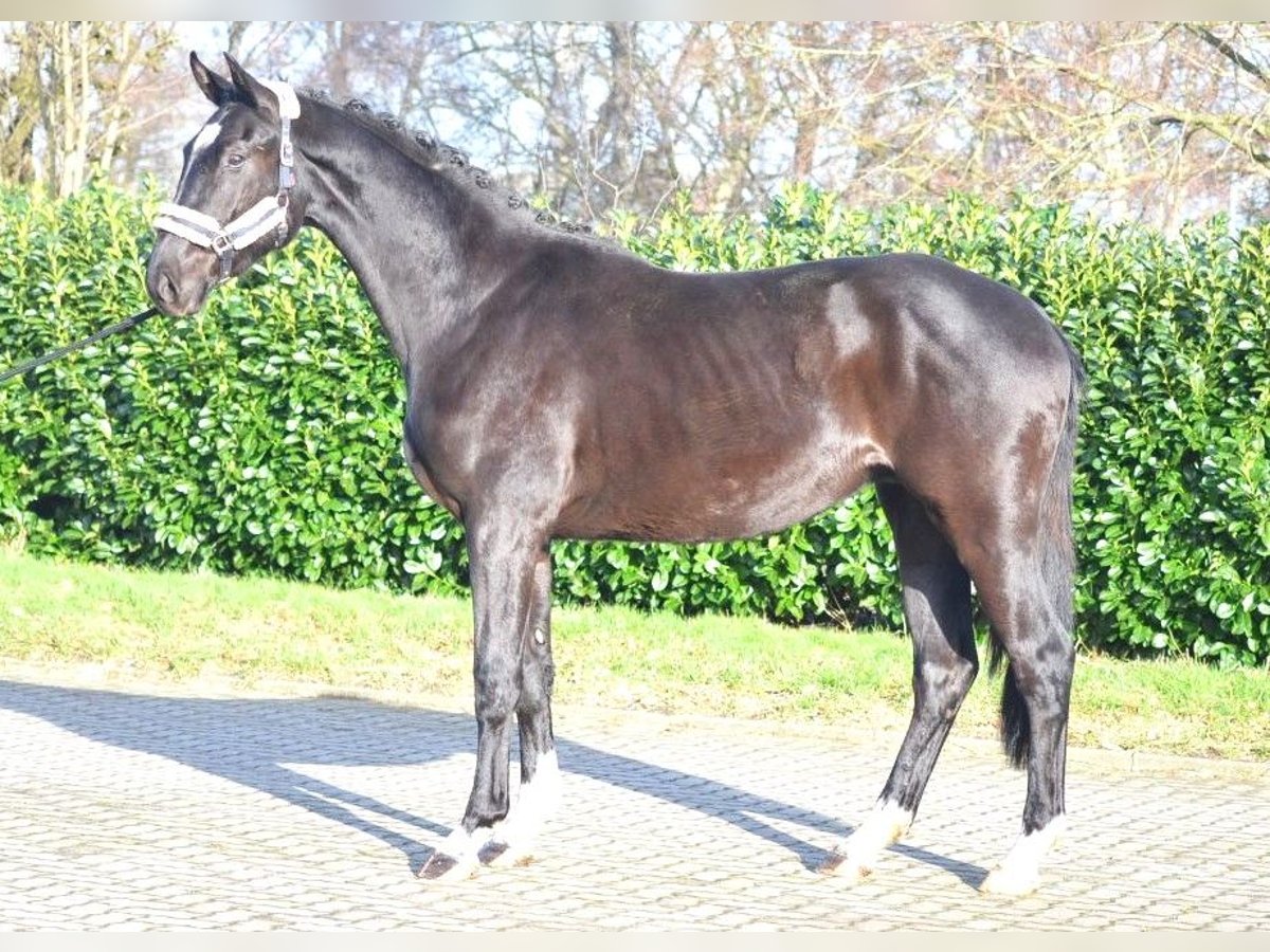 Hanovrien Hongre 4 Ans 172 cm Noir in Selsingen