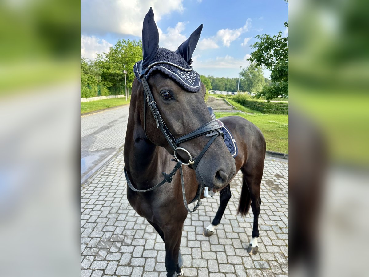 Hanovrien Hongre 4 Ans 172 cm Noir in Braunsbedra