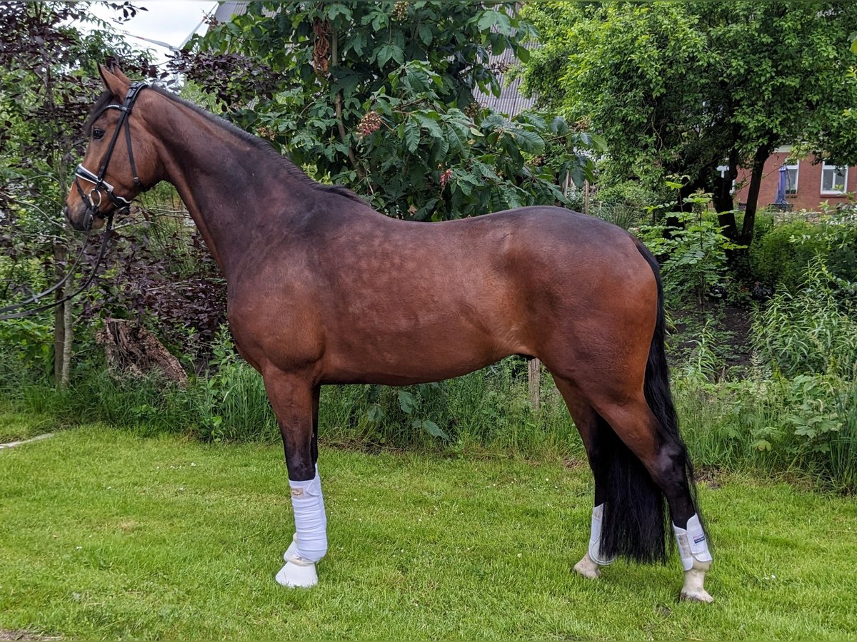 Hanovrien Hongre 4 Ans 173 cm Bai brun in Cuxhaven