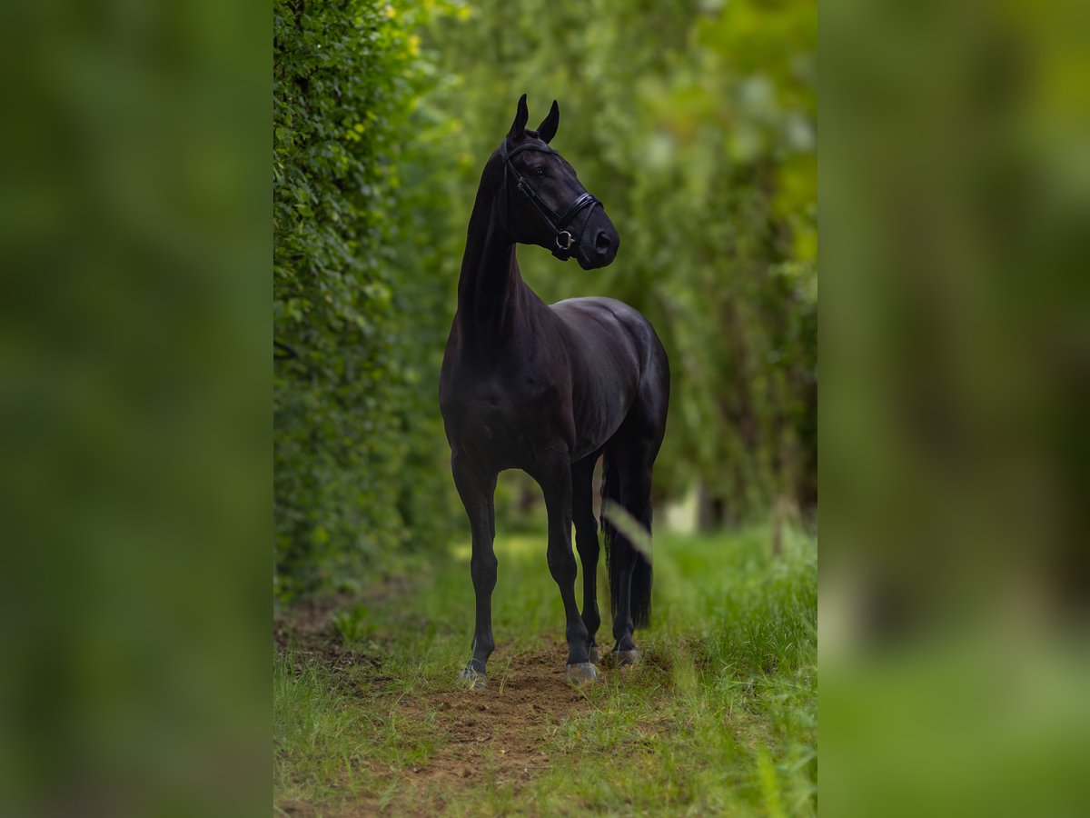 Hanovrien Hongre 4 Ans 173 cm Bai brun foncé in Perl