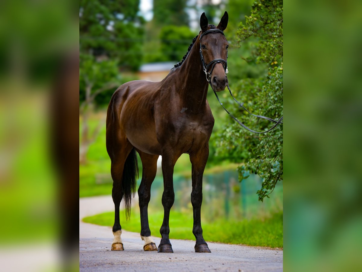 Hanovrien Hongre 4 Ans 173 cm Bai brun foncé in ittre