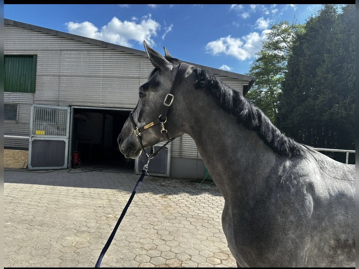 Hanovrien Hongre 4 Ans 173 cm Gris in Stuhr