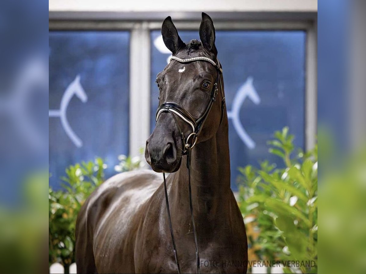 Hanovrien Hongre 4 Ans 173 cm Noir in Chantilly