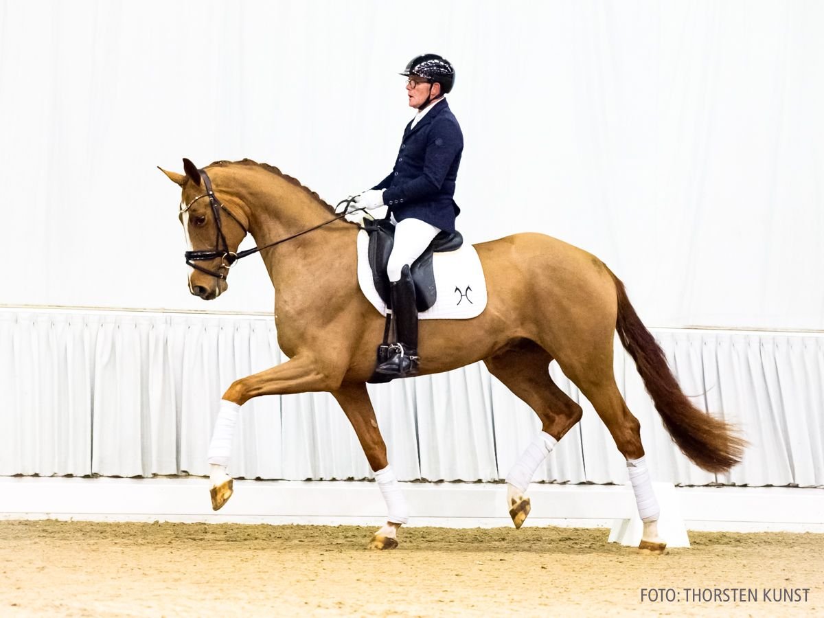 Hanovrien Hongre 4 Ans 175 cm Alezan in Verden