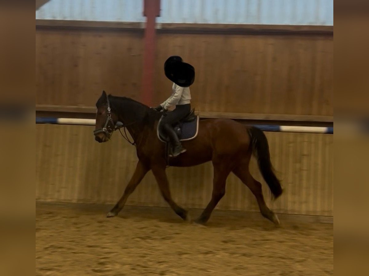 Hanovrien Hongre 4 Ans 175 cm Bai in Alsfeld