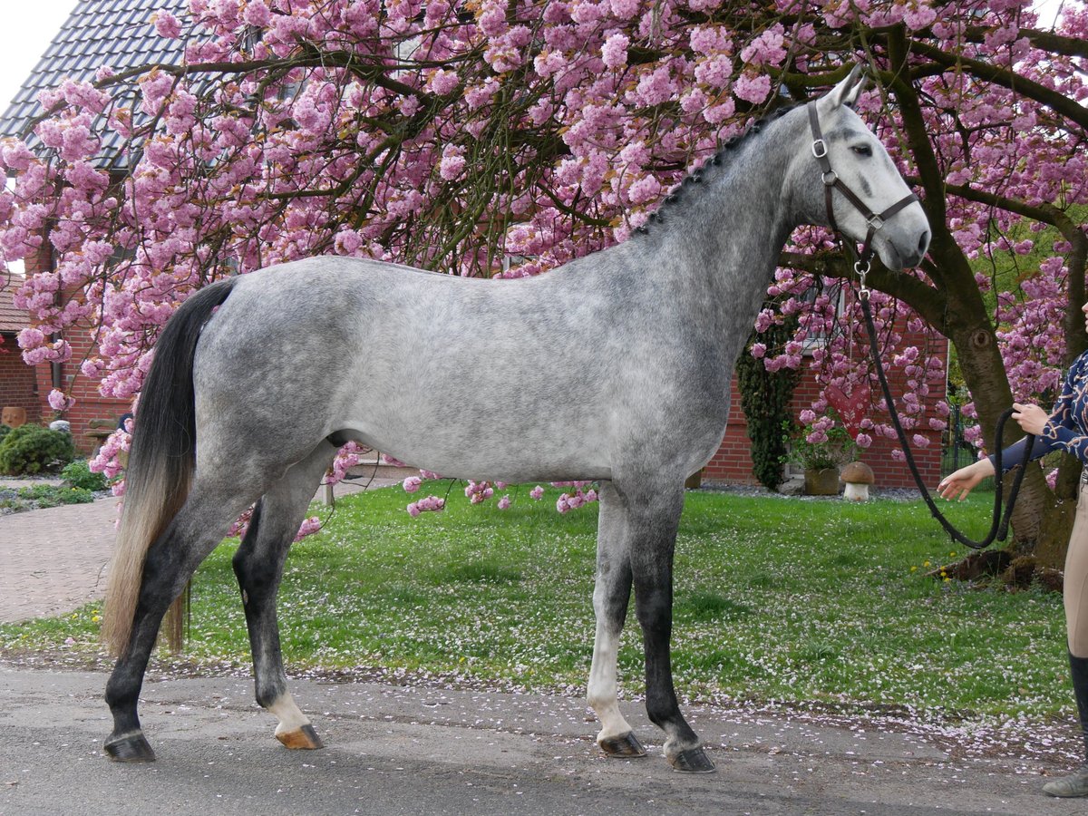 Hanovrien Hongre 4 Ans 175 cm in Dorsten