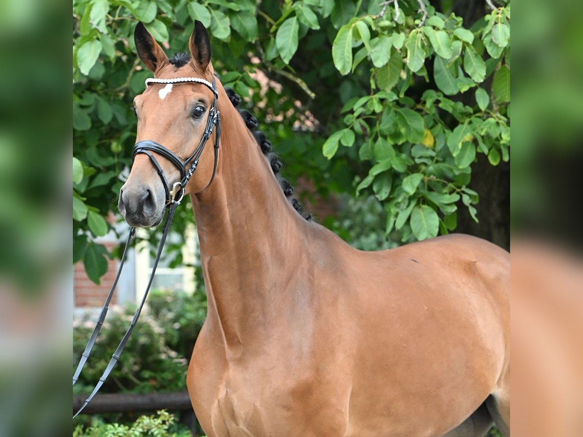 Hanovrien Hongre 4 Ans 176 cm Bai in Bad Bevensen