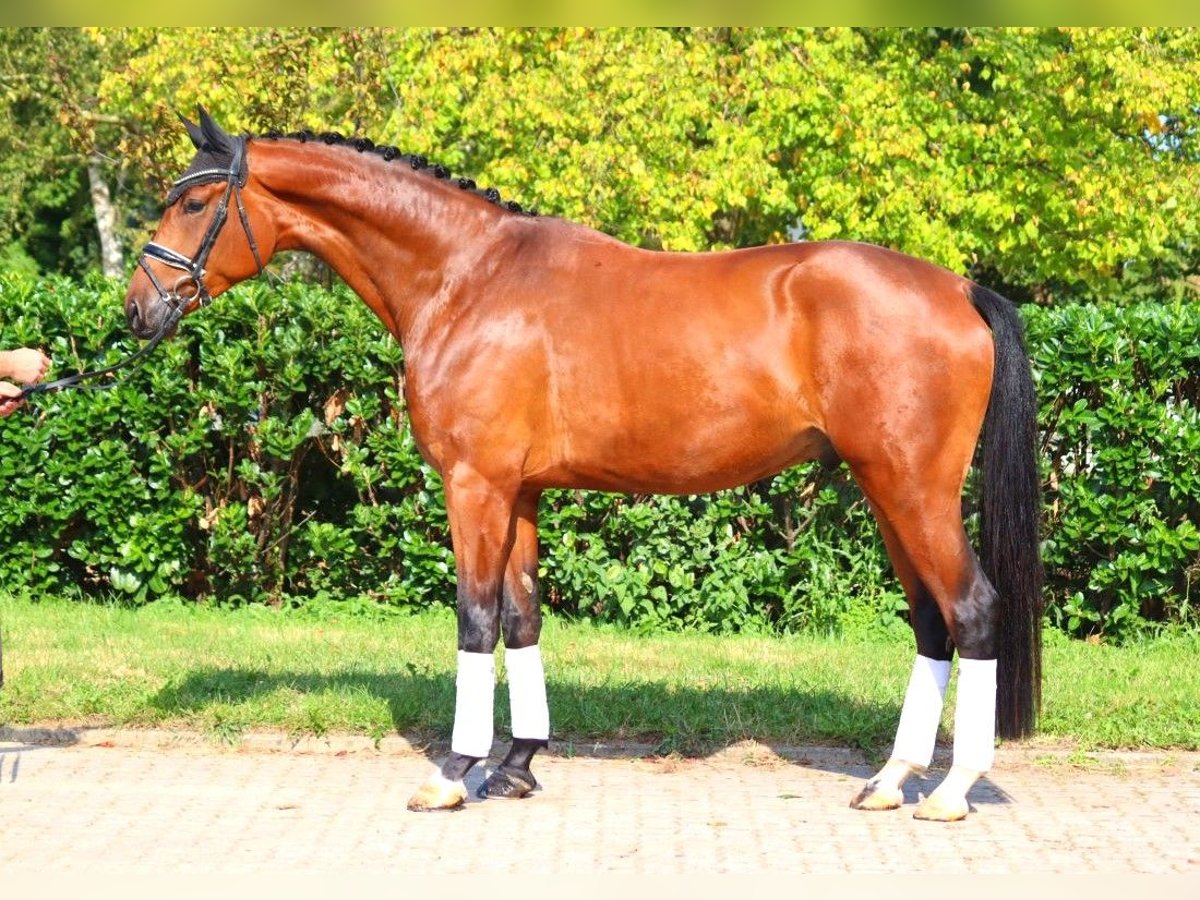 Hanovrien Hongre 4 Ans 177 cm Bai in Selsingen