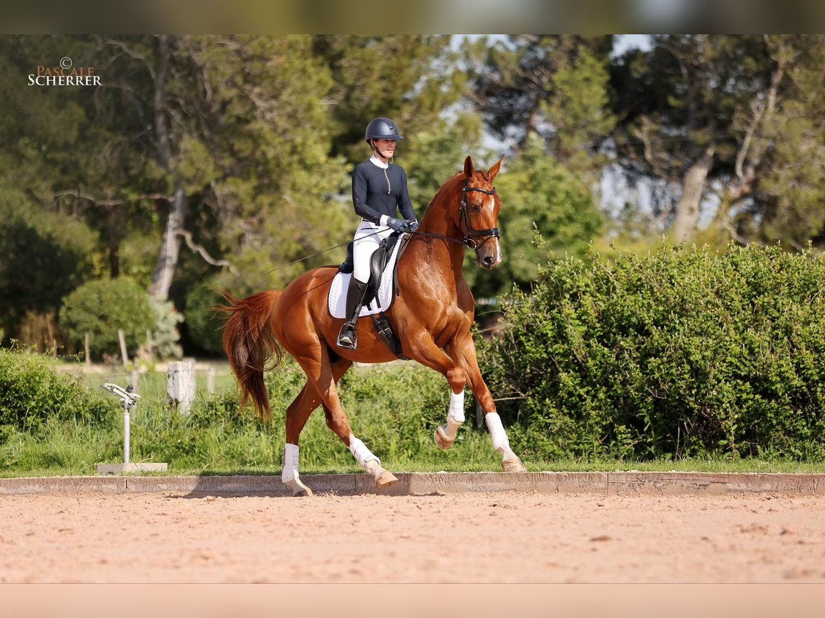 Hanovrien Hongre 4 Ans 178 cm Alezan in Maussane