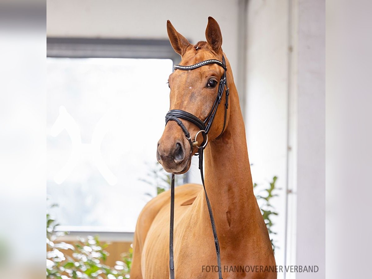 Hanovrien Hongre 4 Ans 178 cm Alezan in Verden