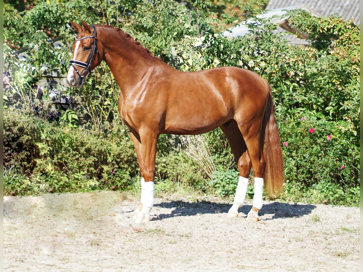 Hanovrien Hongre 4 Ans in Hohenfelde