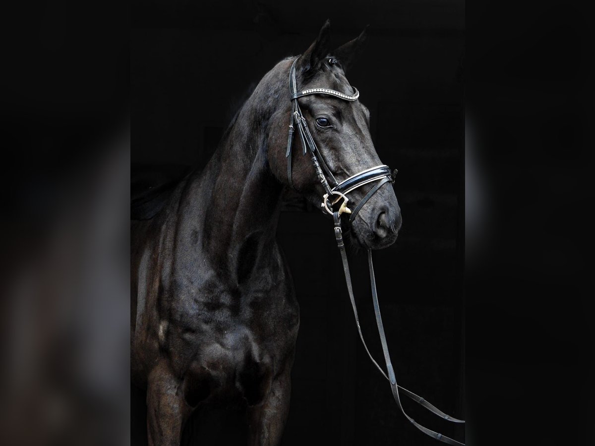 Hanovrien Hongre 4 Ans Noir in Hamburg