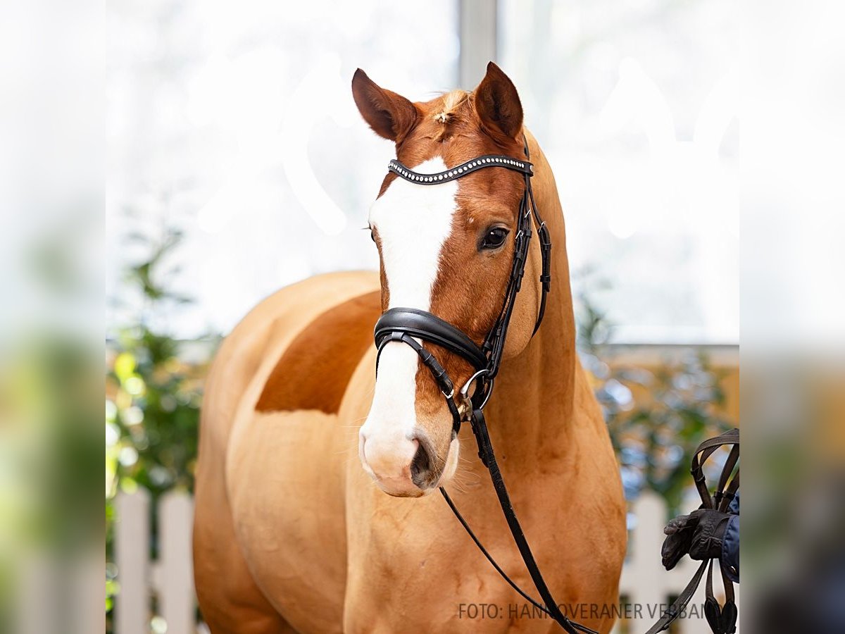 Hanovrien Hongre 5 Ans 163 cm Alezan in Verden