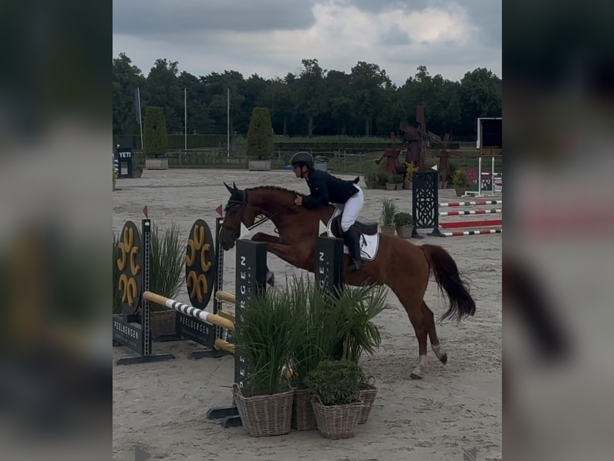 Hanovrien Hongre 5 Ans 165 cm Alezan in Ratingen