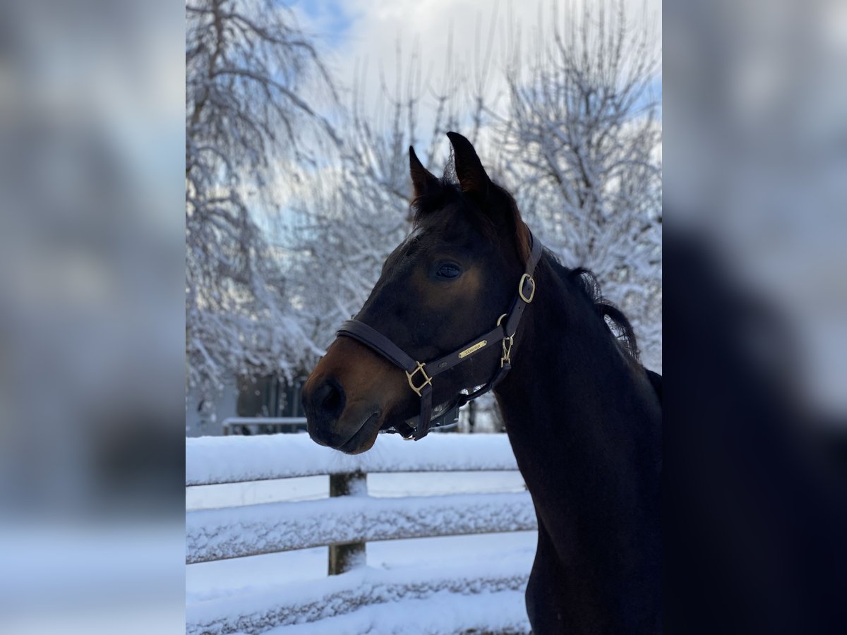 Hanovrien Hongre 5 Ans 165 cm Bai brun foncé in Osterzell