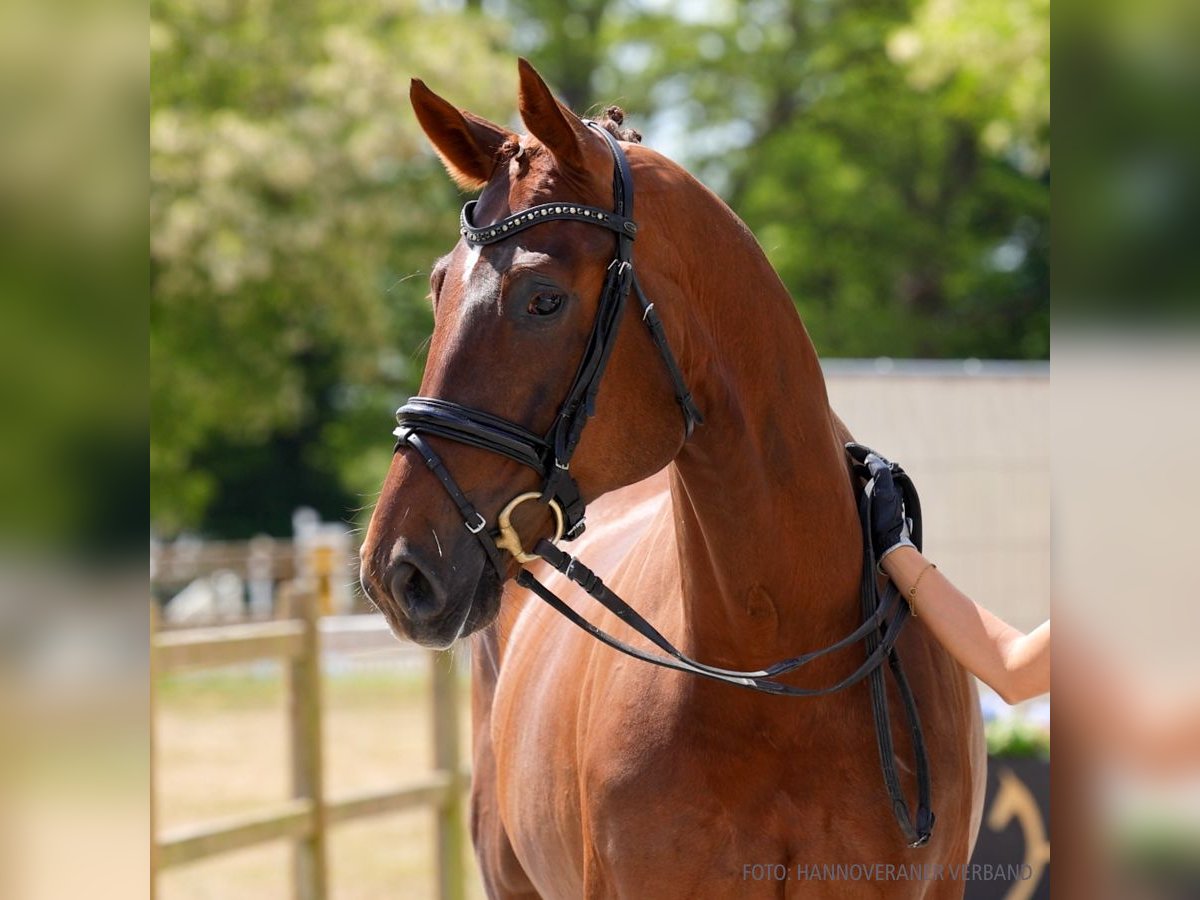 Hanovrien Hongre 5 Ans 166 cm Noir in Verden