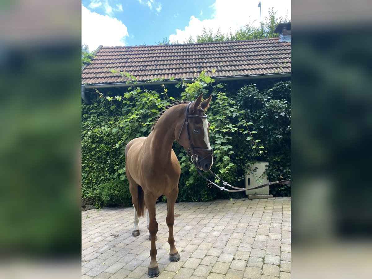 Hanovrien Hongre 5 Ans 167 cm Alezan in Gersfeld