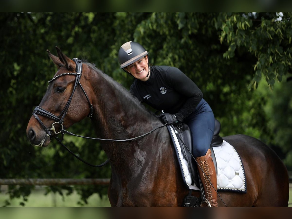 Hanovrien Hongre 5 Ans 167 cm Bai brun in Altenstadt
