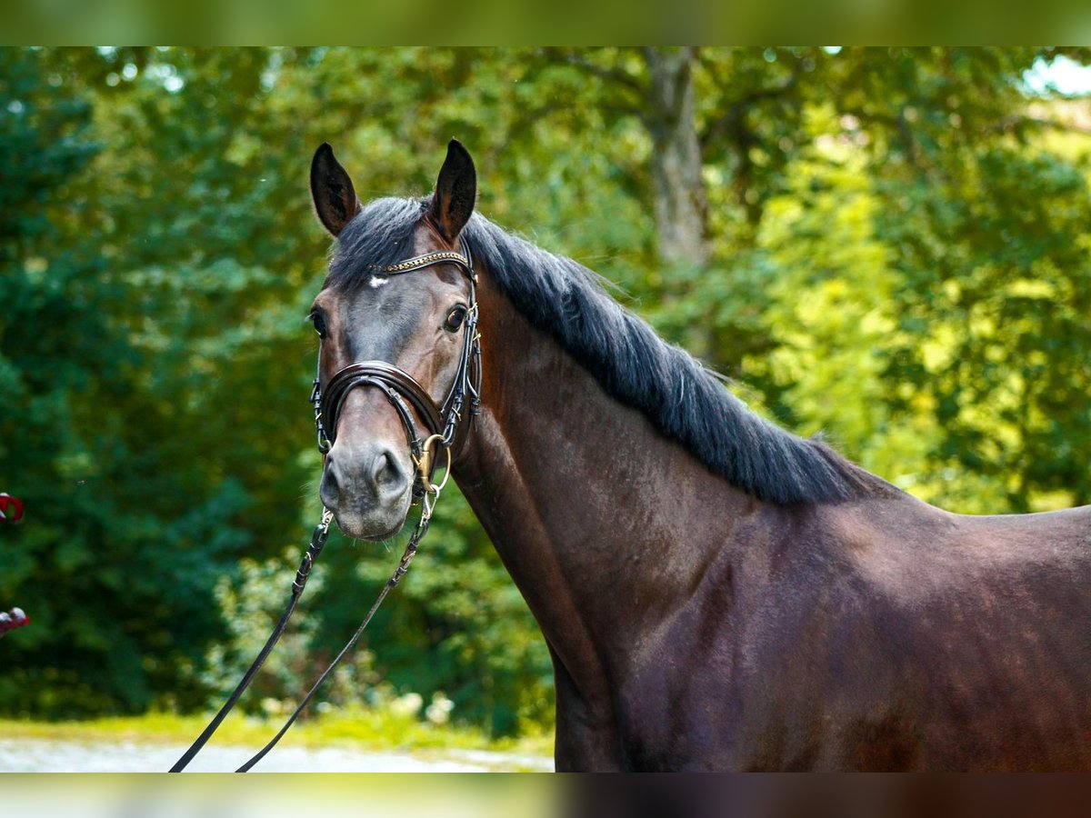 Hanovrien Hongre 5 Ans 167 cm Bai brun in Kefferhausen