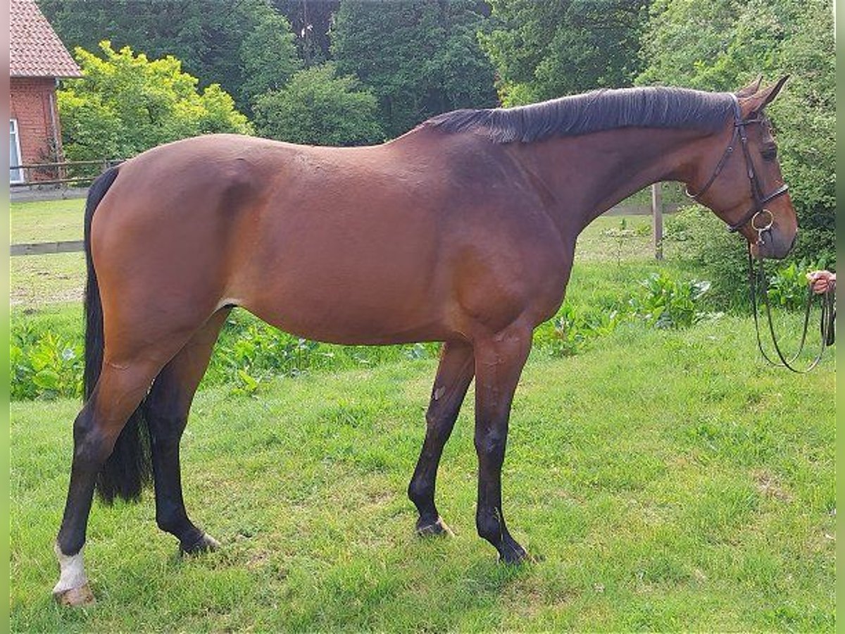 Hanovrien Hongre 5 Ans 167 cm Bai in Verden (Aller)