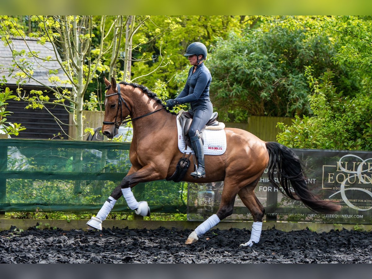 Hanovrien Hongre 5 Ans 168 cm Bai cerise in Cambridge