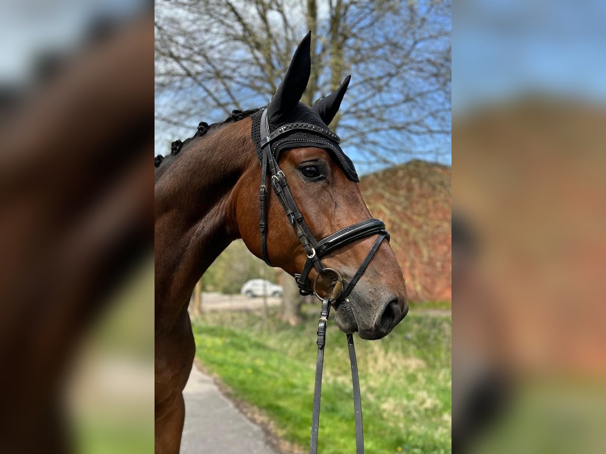 Hanovrien Hongre 5 Ans 168 cm Bai in Winsen (Luhe)