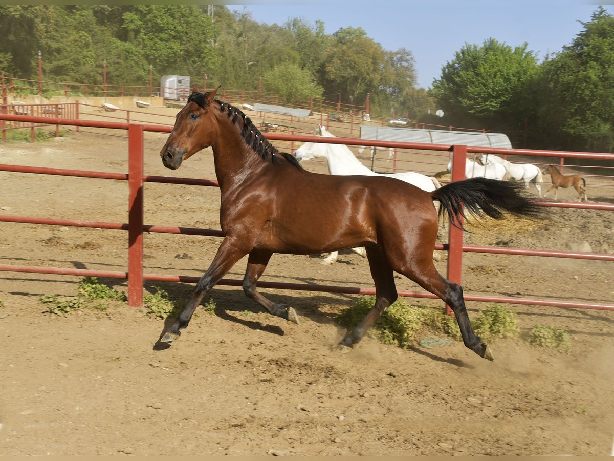 Hanovrien Hongre 5 Ans 168 cm Bai in Galaroza (Huelva)