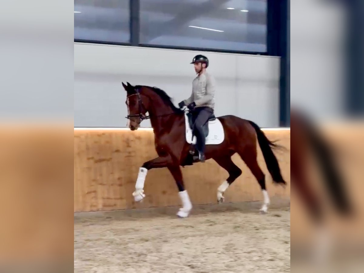 Hanovrien Hongre 5 Ans 170 cm Bai in Fürstenau