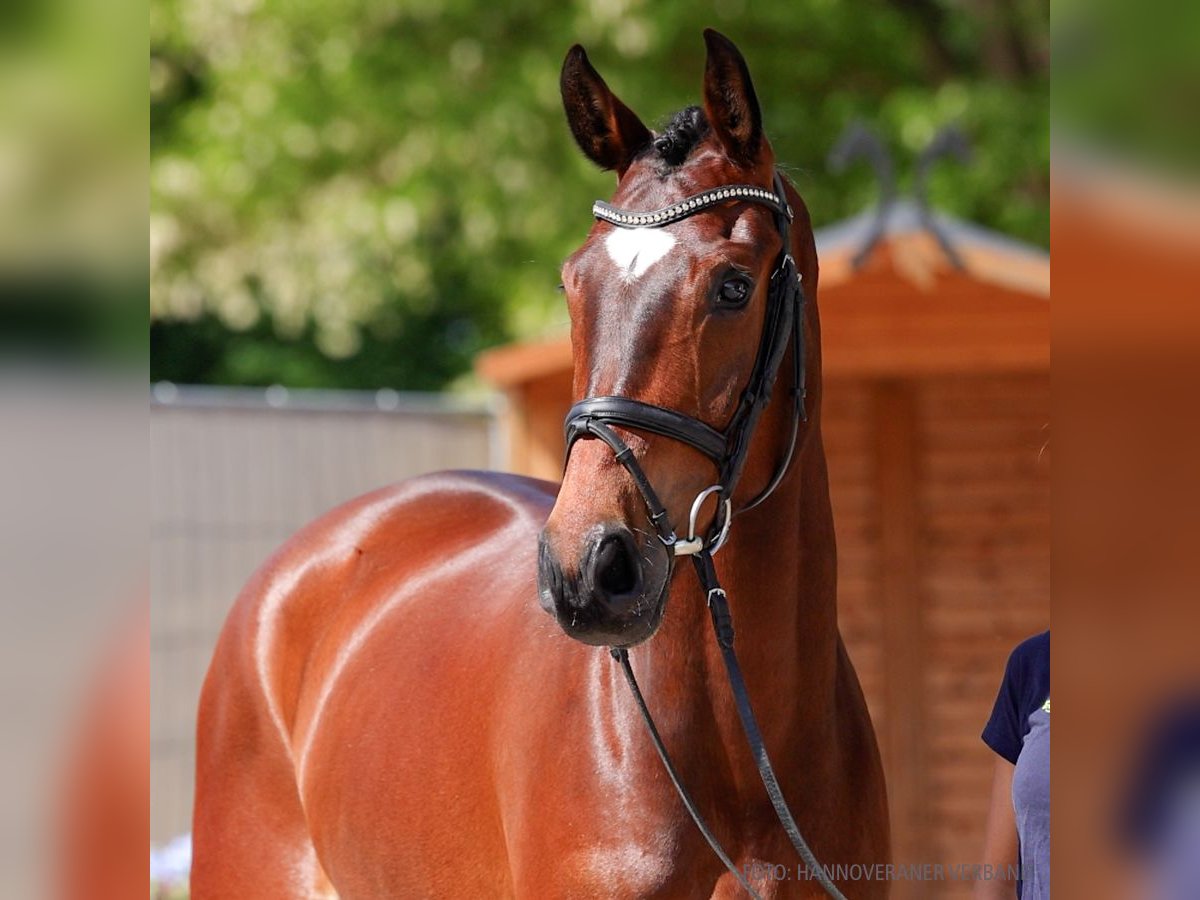 Hanovrien Hongre 5 Ans 170 cm Bai in Verden