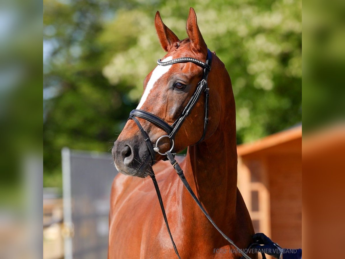 Hanovrien Hongre 5 Ans 170 cm Noir in Verden