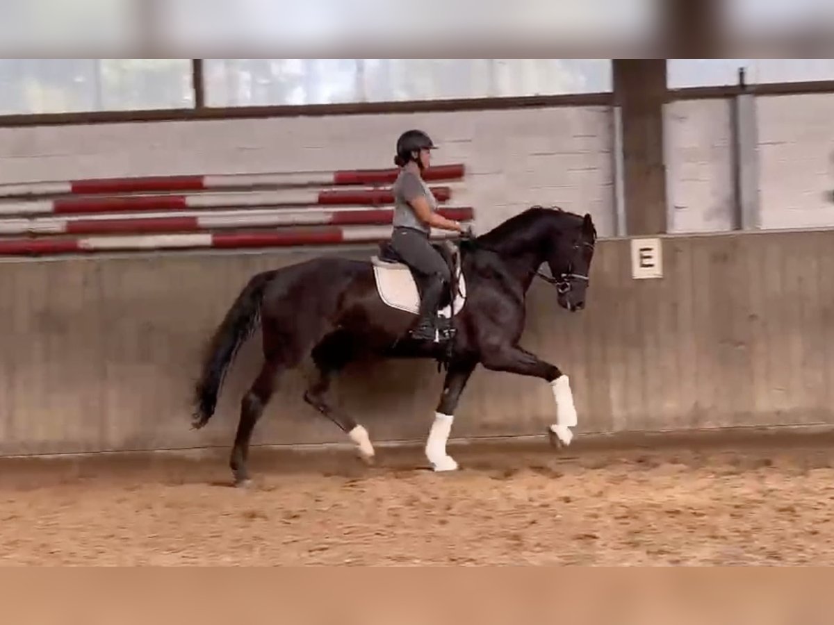 Hanovrien Hongre 5 Ans 171 cm Noir in Verden (Aller)