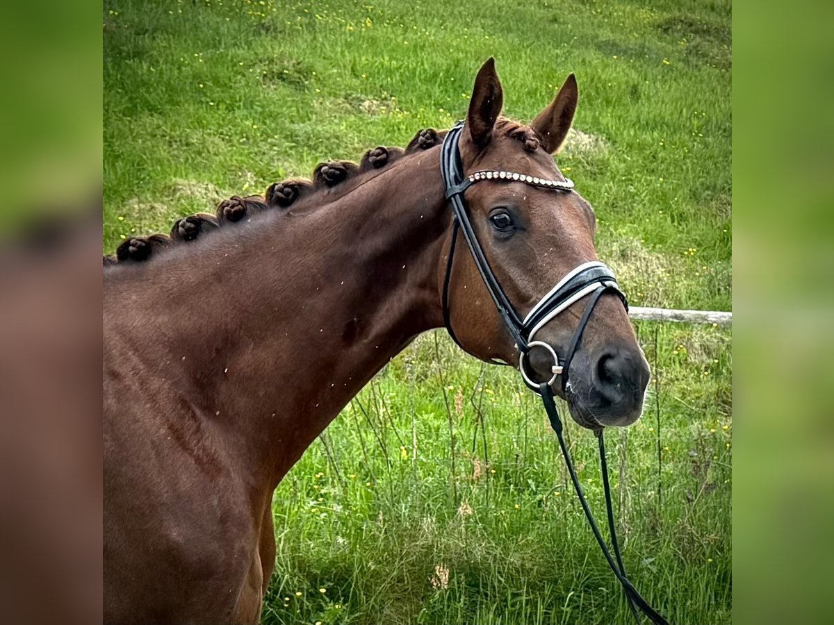Hanovrien Hongre 5 Ans 172 cm Alezan brûlé in Schierensee