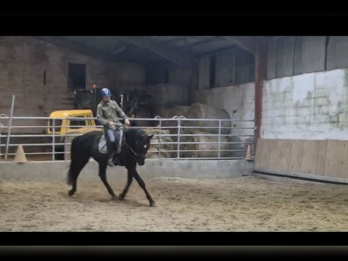 Hanovrien Hongre 5 Ans 174 cm Bai brun in Udenhain