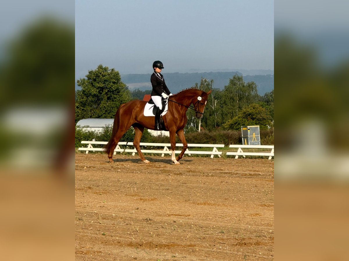 Hanovrien Hongre 5 Ans 175 cm Alezan in Braunsbedra