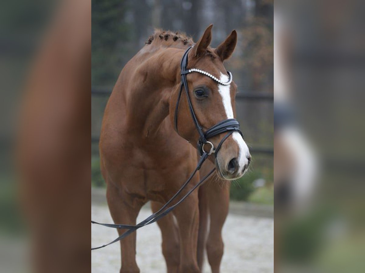 Hanovrien Hongre 5 Ans 175 cm Alezan in Sassenberg