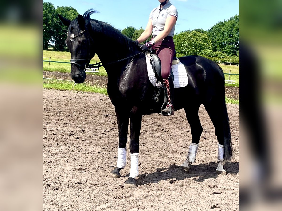Hanovrien Hongre 5 Ans 175 cm Noir in Kirchlinteln