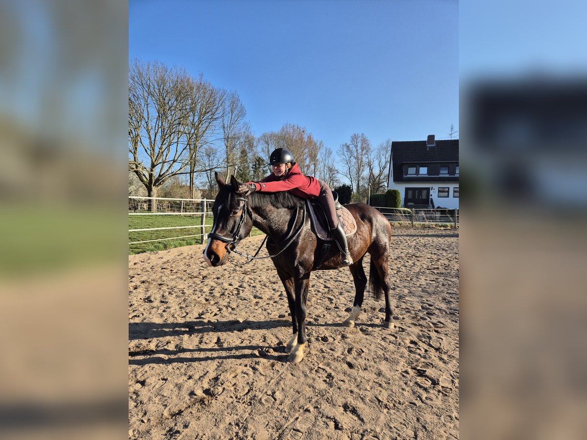 Hanovrien Hongre 5 Ans 178 cm Bai in Nordstemmen