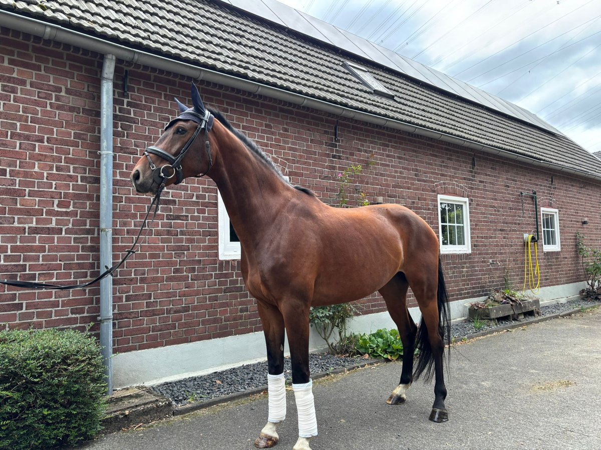 Hanovrien Hongre 5 Ans 180 cm Bai in Hamminkeln