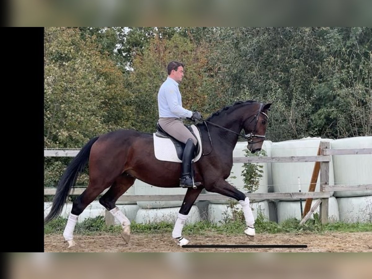 Hanovrien Hongre 5 Ans 182 cm Bai brun in Rosdorf