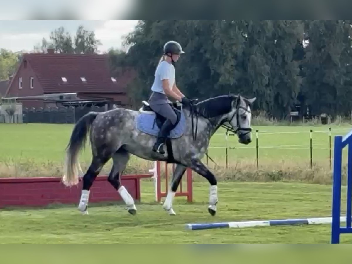 Hanovrien Hongre 6 Ans 158 cm Gris pommelé in Leer (Ostfriesland)