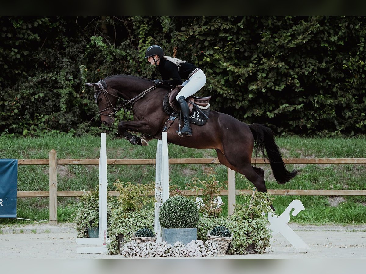 Hanovrien Hongre 6 Ans 163 cm Bai brun in Riedstadt