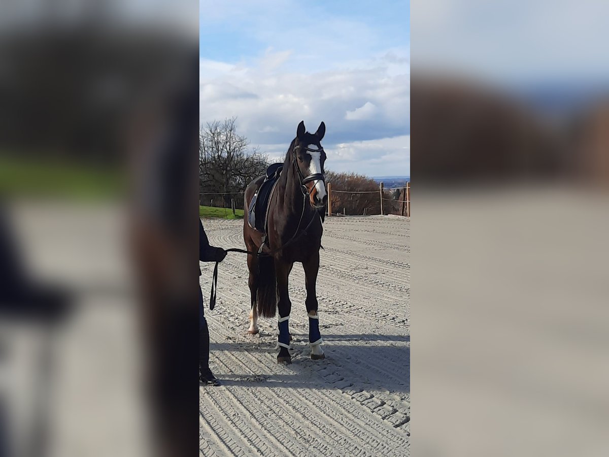 Hanovrien Hongre 6 Ans 163 cm Bai in Minden